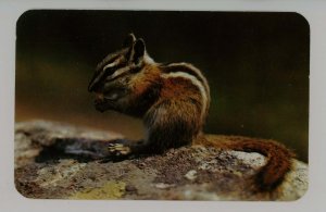 Chipmunk