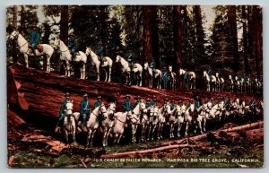 US Army  Cavalry  Mariposa Big Tree  California    Postcard