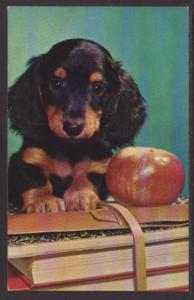 Puppy and Books Postcard 