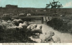 Vintage Postcard 1909 Pigs One of McLean County Mints Near Bloomington Illinois