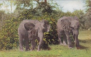 Pair Of East African Elephants New York Zoological Park