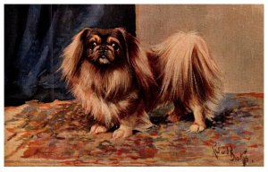 Dog , Pekingese