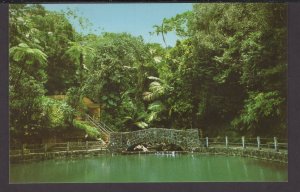 Puerto Rico Palmer - tropical rain forest with EI Yunque Mountain in background
