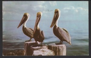 Pelicans in Tropical Florida pm1960 - Chrome