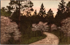 The Sandhills in Springtime, Weymouth Heights Southern Pines NC Vtg Postcard L71