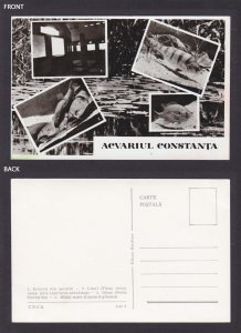 ROMANIA, Vintage postcard, Constanța Aquarium