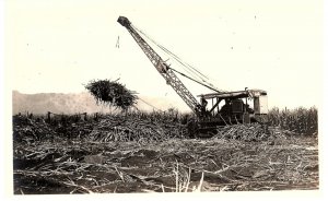 RPPC Postcard Hawaii Sugar Cane Harvesting Field View c1940s