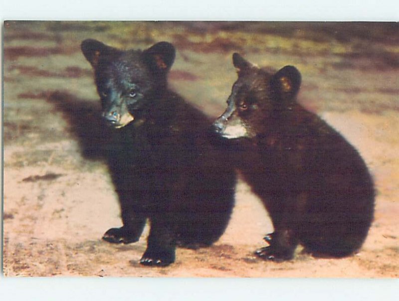 Chrome ANIMALS SCENE Great Smoky Mountains National Park - Gatlinburg TN AH4078 | United States - Tennessee - Other, Postcard / HipPostcard Chrome ANIMALS SCENE Great Smoky Mountains National Park - Gatlinburg TN AH4078 | United States - Tennessee - Other, Postcard / HipPostcard