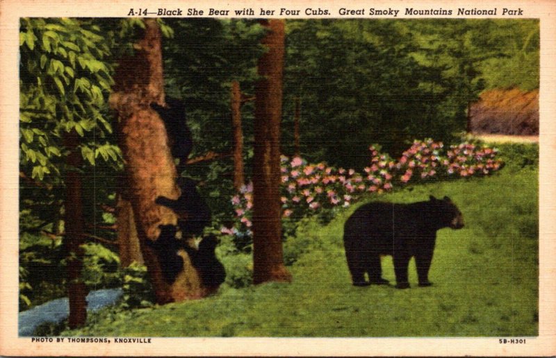 Tennessee Great Smoky Mountains Black She Bear With Her Four Cubs Curteich