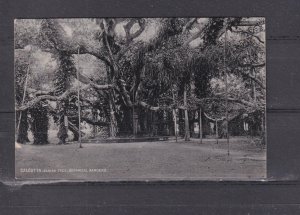 INDIA, CALCUTTA, BOTANICAL GARDEN, BANYAN TREE, c1910 real photo ppc., unused.