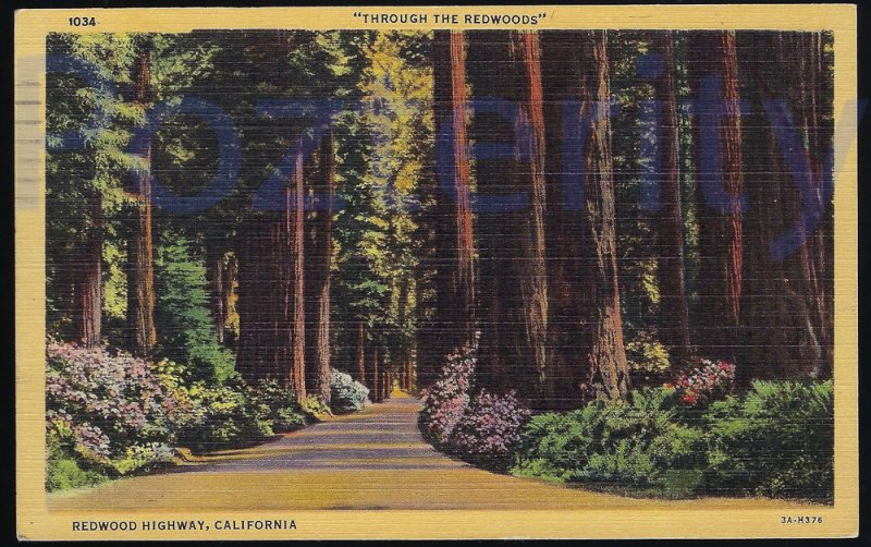 THROUGH THE REDWOODS  A CALIFORNIA PARADISE ON THE REDWOOD HIGHWAY #2 CALIFORNIA