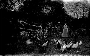 RPPC FARM HORSE CARRIAGE POULTRY USA REAL PHOTO POSTCARD (c. 1910)