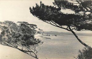 aa726 Okinawan Japan Matsu Tree RPPC 1950-60 Postcard