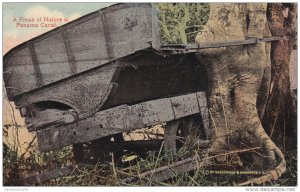 A Freak of Nature at Panama Canal, PU-1915