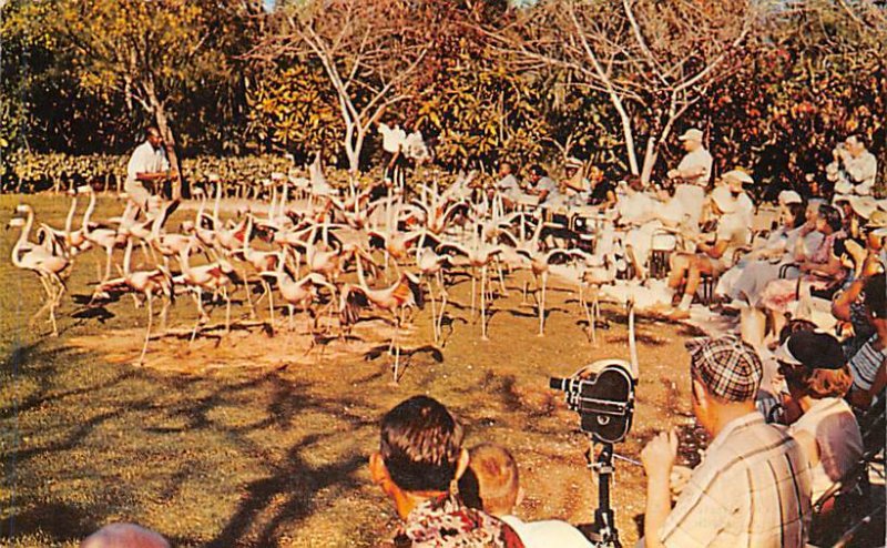 Wing Display, Ardastra Gardens Nassau in the Bahamas Postal used unknown 