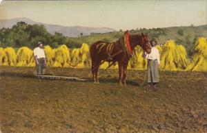 Farmers and Horse Hay Making Scene