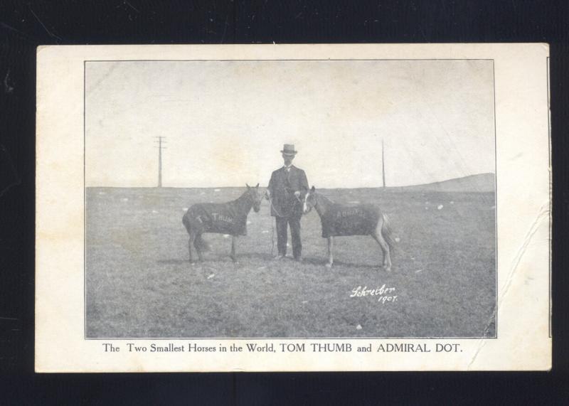 WORLD'S SMALLEST HORSE TOM THUMB ADMIRAL DOT CIRCUS VINTAGE ANTIQUE POSTCARD