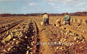 Harvesting Long Island Potatoes in Long Island, New York