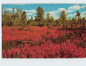 Postcard Fireweed Splendor, North Pole, Alaska