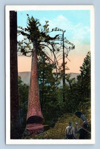 Lumberjacks Felling Giant Tree Lumber Forestry UNP Unused WB Postcard D16 