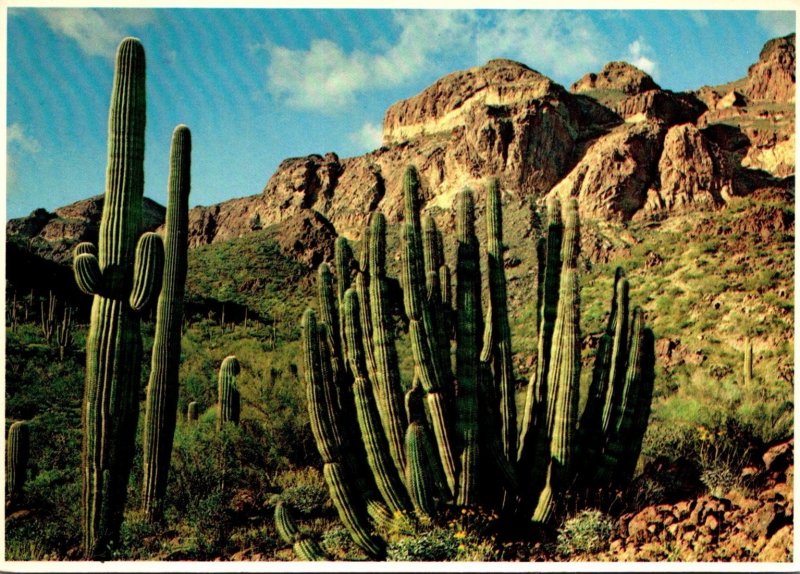 Arizona Organpipe Cactus Organpipe National Monument Ajo Mountain Drive