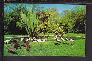 Birds,Wading Pool,Parrot Jungle,Miami,FL Postcard BIN 
