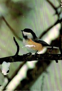 Birds Black-capped Chickadee