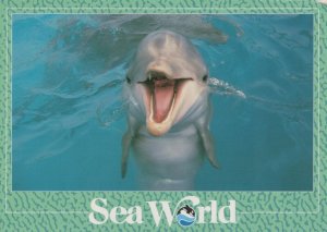 Animals Postcard - Dolphin - Seaworld, Orlando, Florida  RRR5456