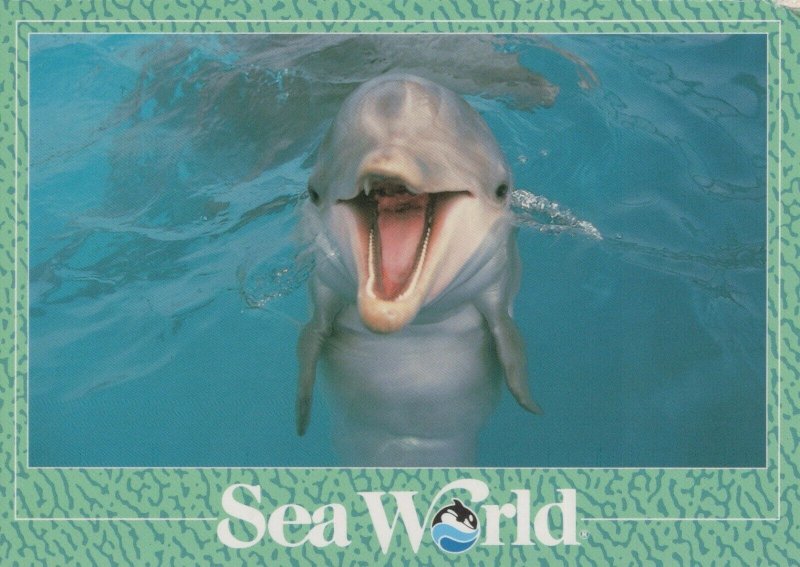 Animals Postcard - Dolphin - Seaworld, Orlando, Florida  RRR5456