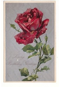 Loving  Birthday Greetings, Red Rose, Antique 1908 Embossed Postcard