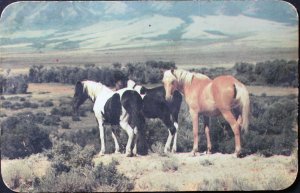 Horses on the Range