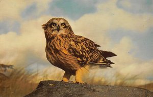 Short-Eared Owl 1975 