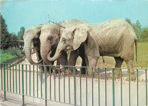 Poland Katowice zoo elephants postcard