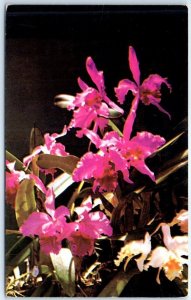 M-63246 Gorgeous orchids welcome you to the Orchid Jungle Homestead Florida