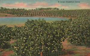 Vintage Postcard A Large Grapefruit Grove Farm Fruit Farming Florida Tropical FL