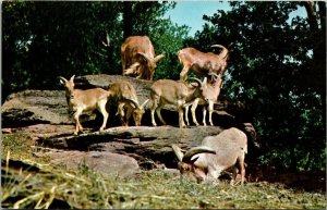 Aoudad African Mountain Sheep Catskill Game Farm Catskill New York