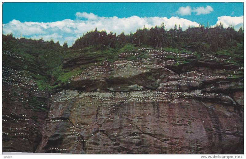 Gannets (birds) Nesting , Bonadventure island , Quebec , Canada , 50-60s