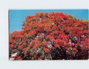 Q-60446 The Flame Tree or Royal Poinciana Hawaii USA