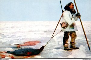 Alaska Seal Hunt In The Arctic Region Eskimo With Seal