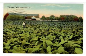 PA - Lancaster. Tobacco Field