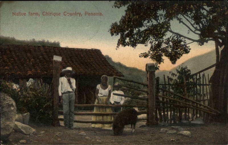 Chirique Country Panama Native Farm Pigs c1910 Vintage Postcard