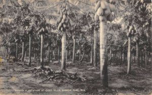 Babson Park Florida Papaya Plantation Cody Villa Vintage Postcard KK348