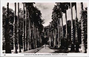 Sri Lanka Ceylon Avenue Of Palms Botanic Gardens Peradeniya Colombo RPPC C132