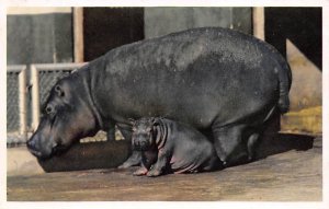 Hippo, Africa Hippopotamus San Diego, California, USA Unused 