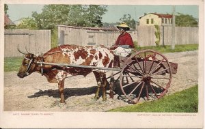 Older Black Woman Driving Ox Cart, 1902, African American History by Phostint