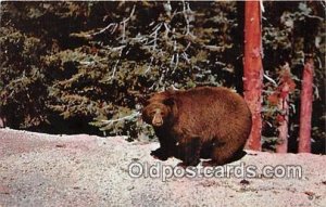 American Black Bear Yellowstone National Park 1960 