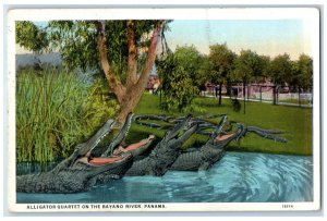 1931 Alligator Quartet on the Bayano River Panama Vintage Posted Postcard