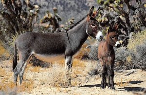 Burros Donkey Unused 