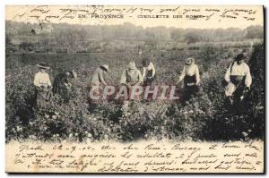 Old Postcard picking roses in Provence