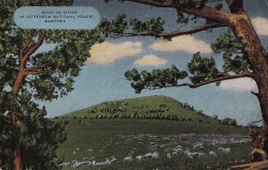 Postcard Band of Sheep Jefferson National Forest Montana